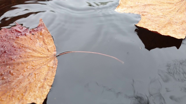 秋天的枯叶在水里靠近。落下的水滴和落叶。视频素材