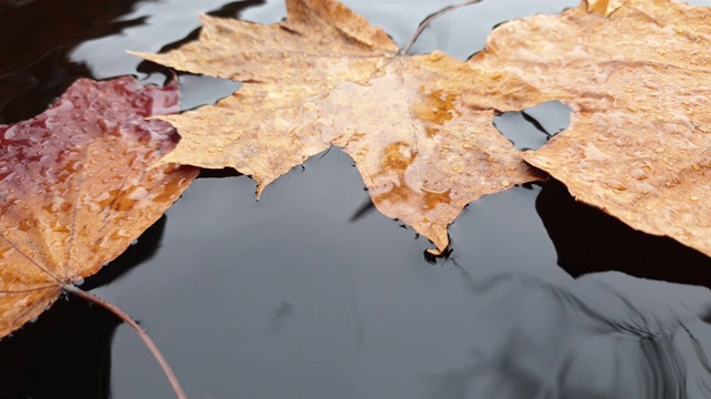 秋天的枯叶在水里靠近。落下的水滴和落叶。视频素材