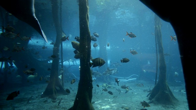 水族馆里的海象和海豚视频素材