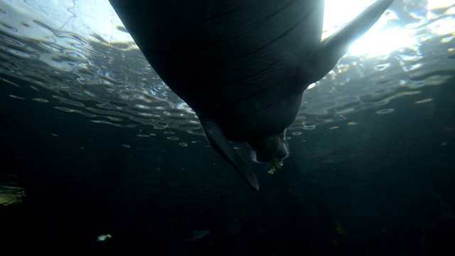 水族馆里的海象和海豚视频素材