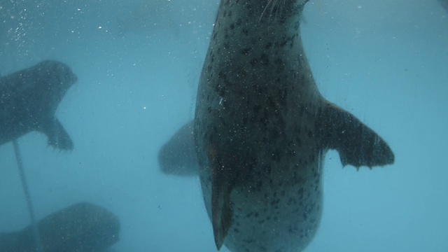 水族馆里的海象视频素材