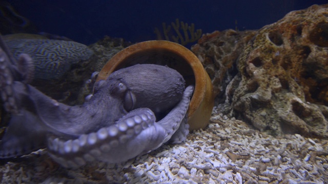 水族馆里的章鱼视频素材