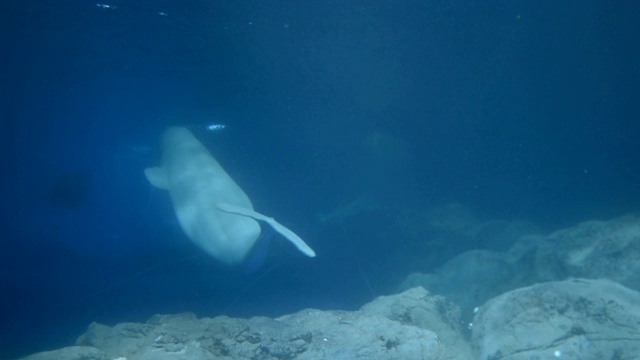 水族馆里的鲨鱼和海豚视频素材