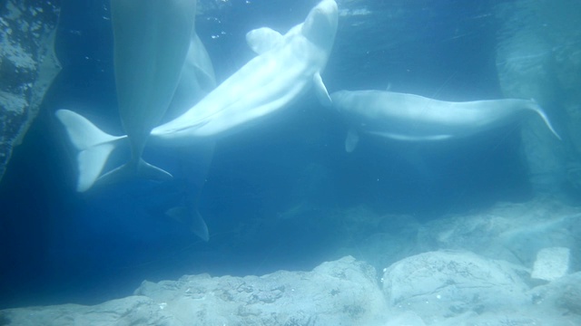 水族馆里的鲨鱼和海豚视频素材