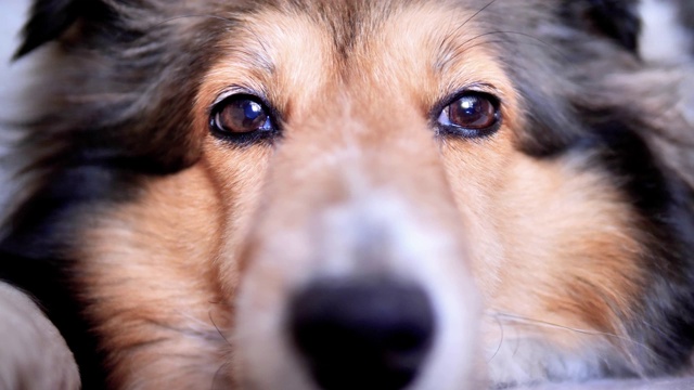 一张可爱的设得兰牧羊犬躺在地上，眼睛闪闪发光的特写照片。视频素材