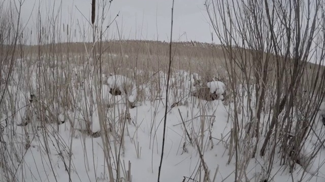 在多雪的冬天穿过树枝和芦苇。视频素材