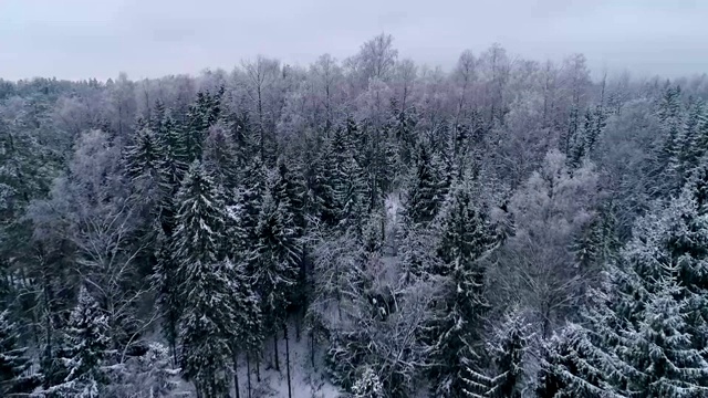 爱沙尼亚雪地森林的鸟瞰图视频素材