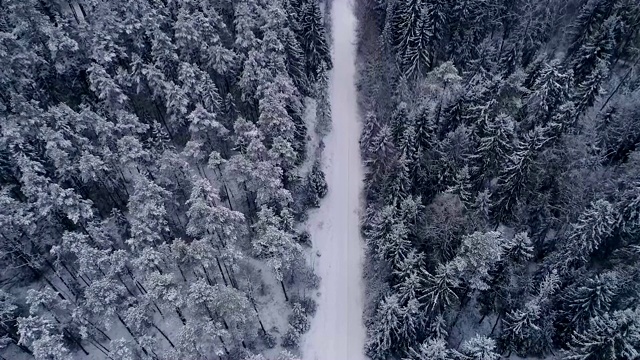 爱沙尼亚雪地森林的鸟瞰图视频素材