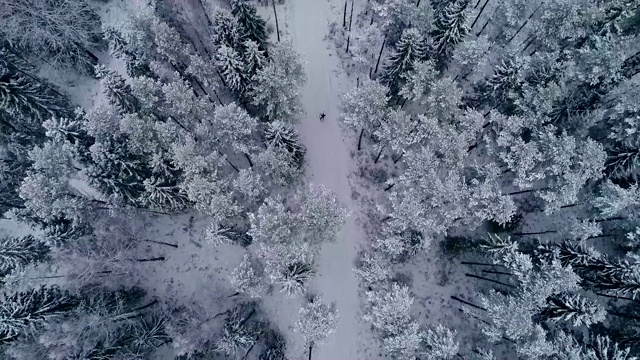 爱沙尼亚一个男人在森林里滑雪的鸟瞰图视频素材