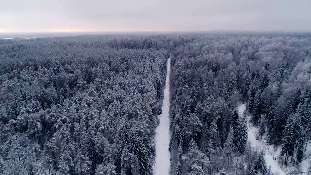 爱沙尼亚雪地森林的鸟瞰图视频素材