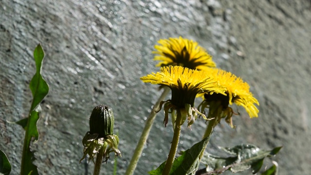 黄色的蒲公英花在雨滴，特写，自然背景视频素材