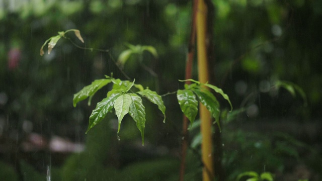 4K:森林中的热带雨视频素材