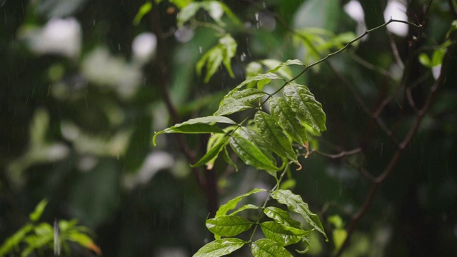 4K:森林中的热带雨视频素材