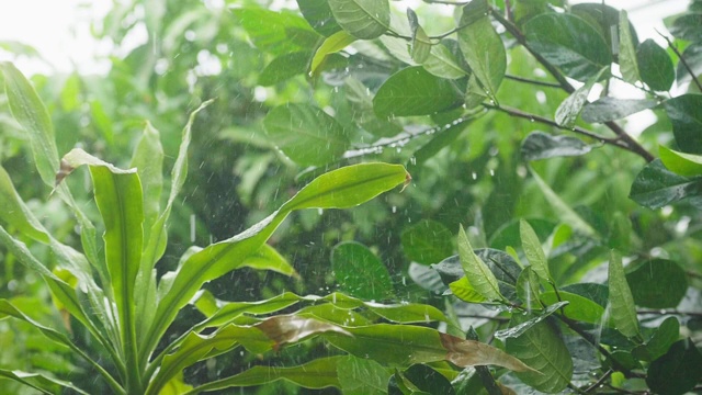 4K:森林中的热带雨视频素材