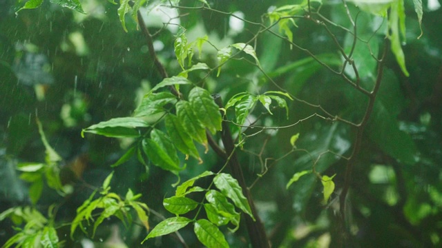 4K:森林中的热带雨视频素材