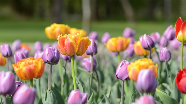 郁金香花在风中摇曳，彩色的春天郁金香以美丽模糊的花束为背景视频素材