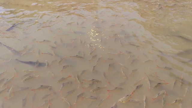 泰国湄南河的鱼镜头。视频素材