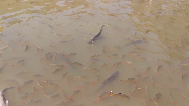 泰国湄南河的鱼镜头。视频素材