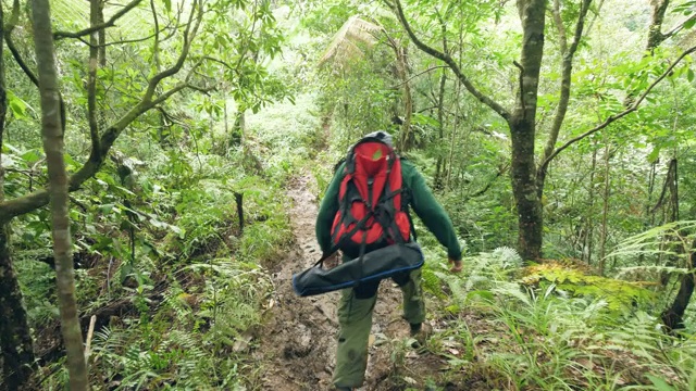 游客男子走在热带雨林徒步旅行的路径上。旅行男子与背包去野生丛林跟踪射击。旅游和徒步旅行。视频素材