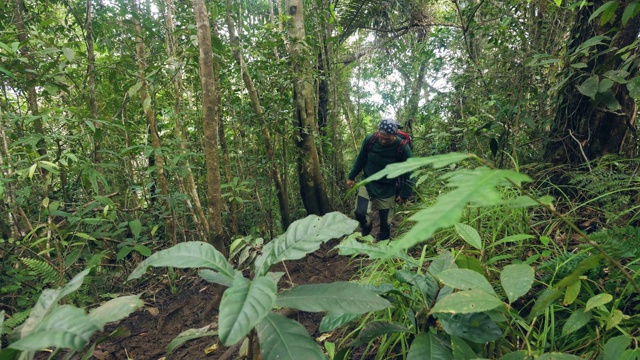 背包旅行的人走在丛林森林。游客徒步在热带雨林中热带树木和植物。远足和旅游的概念。视频素材