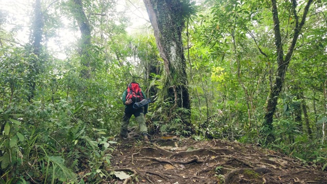 夏天徒步旅行时，一名游客走在丛林里的小路上。背包客在热带雨林中旅行。旅游和徒步旅行的概念。视频素材