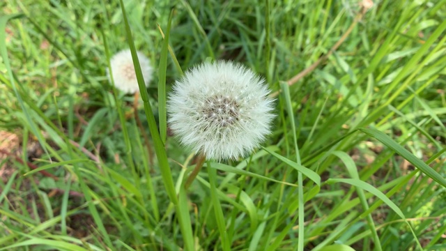 近景中的蒲公英视频素材