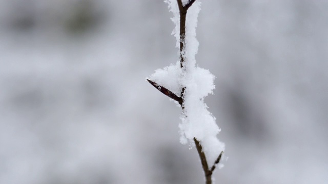 森林里缓慢的降雪视频素材