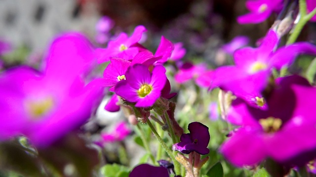 紫百合的花。视频素材