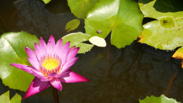 池塘里漂浮着睡莲。从绿色的叶子和粉红色的睡莲花漂浮在宁静的水。在阳光明媚的日子里，象征着佛教视频素材