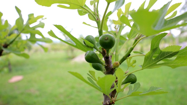 树枝上有绿色的无花果和树叶视频素材