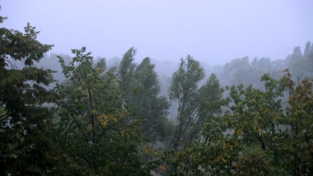 在大雨和大风中吹树。恶劣的天气和暴风雨视频素材