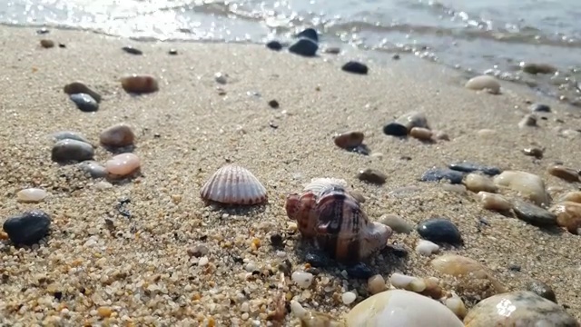 海边的贝壳视频素材