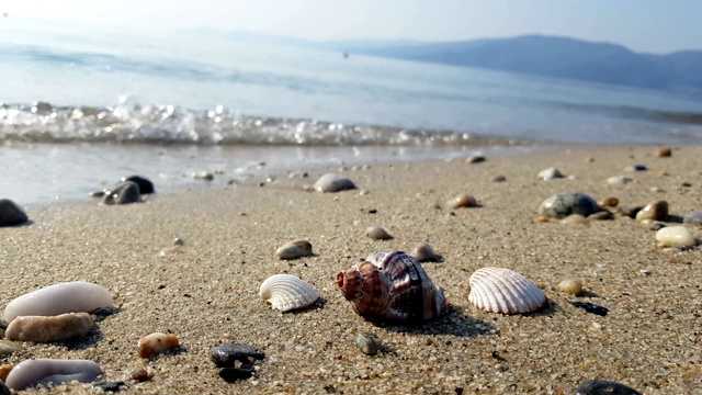 海边的贝壳视频素材