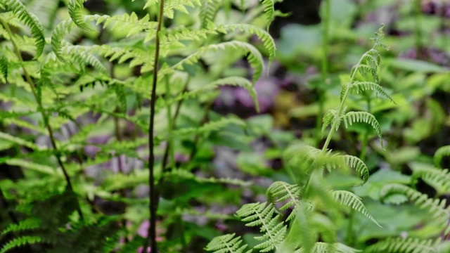 森林绿色蕨类植物视频素材