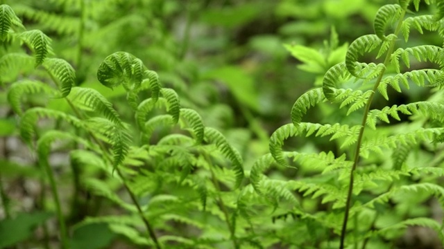 森林绿色蕨类植物视频素材