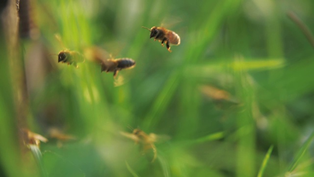 一群蜜蜂围着蜂巢飞来飞去的慢镜头视频素材