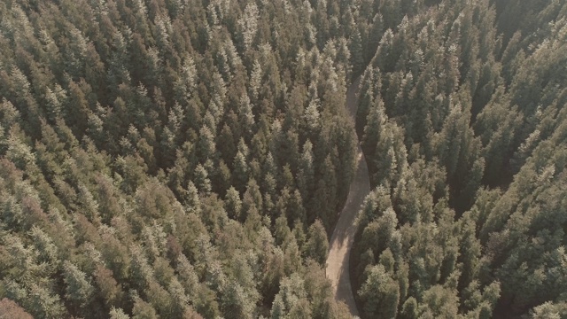 航拍松树林在山上与小路视频素材