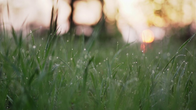 草在露水视频素材