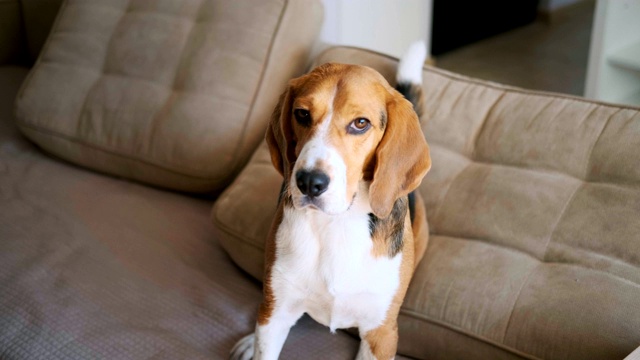 可爱的小猎犬看着相机。肖像视频素材