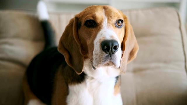 可爱的小猎犬看着相机。肖像视频素材