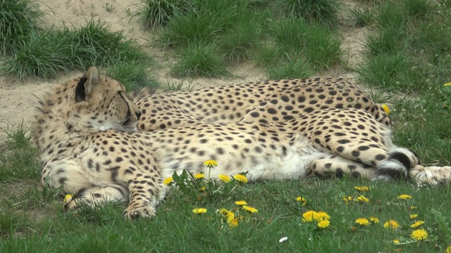 沙滩上的猎豹。(Acinonyx jubatus)休息视频素材