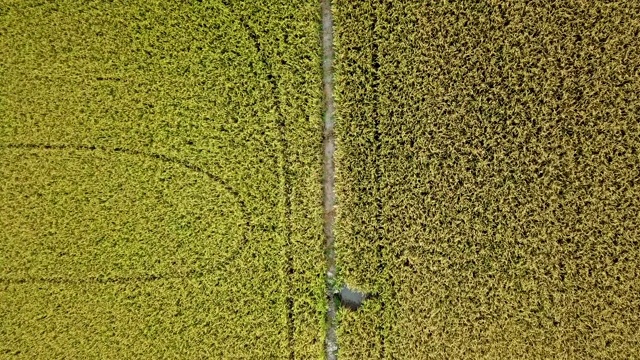 一种种植水稻的甘蔗田树视频素材