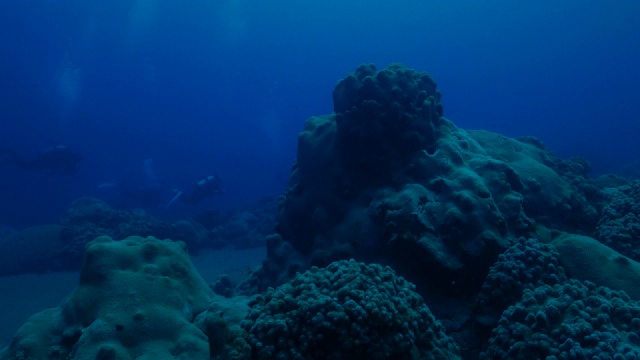 日本小笠原岛海底潜水视频素材