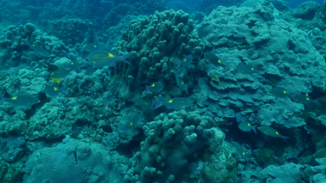 黄斑帝(海鲷)在海底成群视频素材