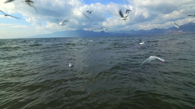 一群海鸥在海上飞翔视频素材