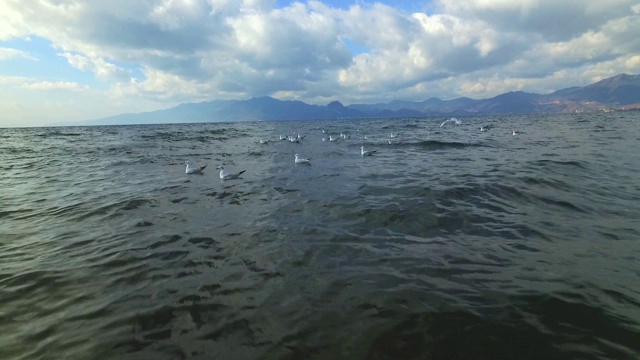 一群海鸥在海上飞翔视频素材