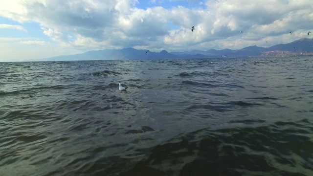 一群海鸥在海上飞翔视频素材