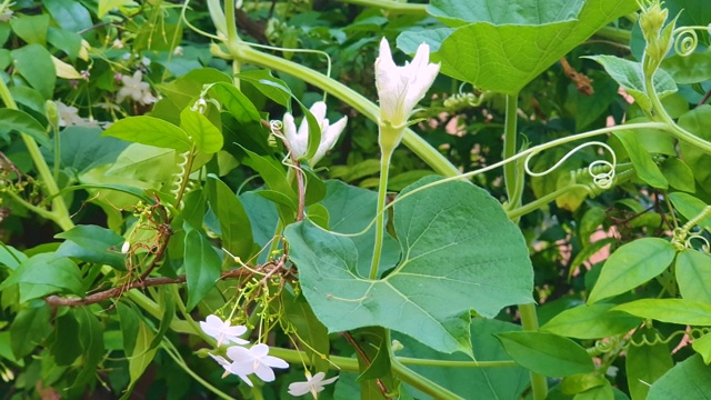 绿叶上有白花视频素材