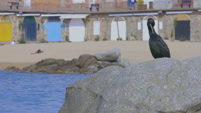 在科斯塔布拉瓦西班牙小镇前的岩石上，一只年轻的鸬鹚。Calella de Palafrugell。视频素材