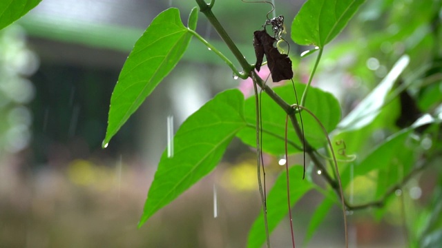 雨滴落在地上。慢动作水滴在地上。视频素材